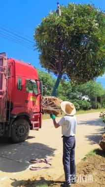 高度350厘米中华石楠