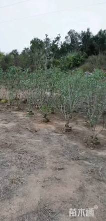 高度70厘米夹竹桃