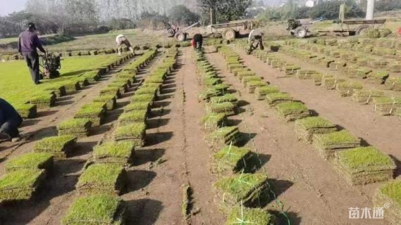 草块状马尼拉草