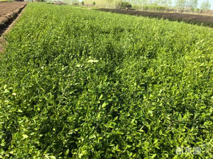 高度50厘米金叶水蜡