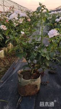 高度50厘米月季