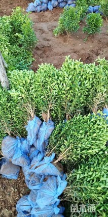 高度40厘米小叶黄杨