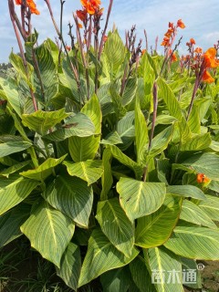 高度80厘米美人蕉