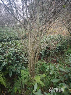 10公分垂丝海棠