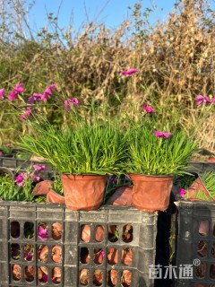 高度15厘米欧石竹