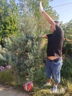 高度60厘米蓝冰柏