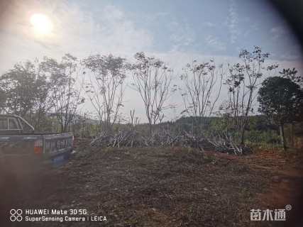 70公分栾树