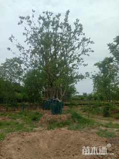 60公分(5杆)丛生朴树