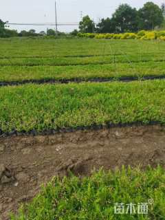 高度15厘米丛生福禄考