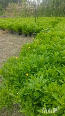 高度20厘米木春菊