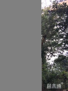 黄葛树