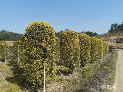 高度300厘米金禾女贞柱