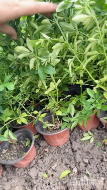 高度30厘米云南黄馨