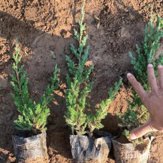 高度50厘米铺地柏