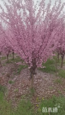 高度180厘米珍珠梅