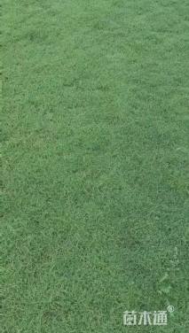 草卷状马尼拉草