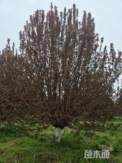 18公分绚丽海棠