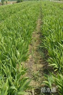 高度45厘米扁竹根