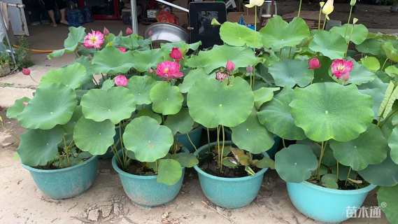 高度100厘米荷花