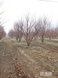 高度600厘米丛生元宝枫