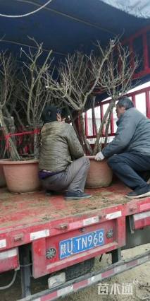 20公分造型月季