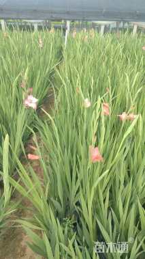 高度40厘米唐菖蒲