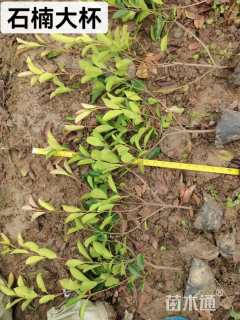 高度40厘米红叶石楠小苗