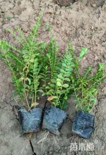 高度20厘米满天星