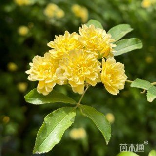 60厘米重瓣黄木香