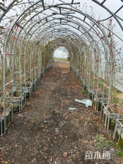 高度220厘米月季