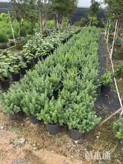 高度40厘米芙蓉菊