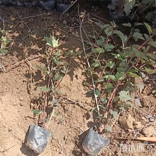 高度35厘米风箱果