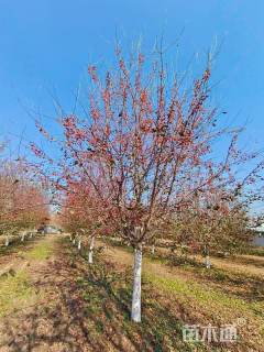 13公分贵人果海棠