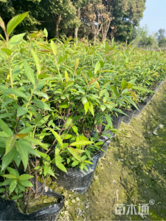 高度30厘米红花绣线菊