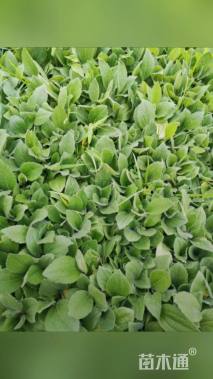 高度15厘米黑心菊