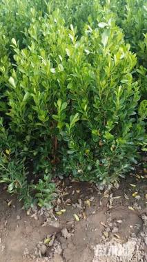 高度40厘米高山黄杨