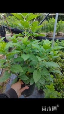 高度70厘米圆锥绣球