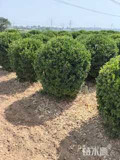 冠幅130厘米大叶黄杨球