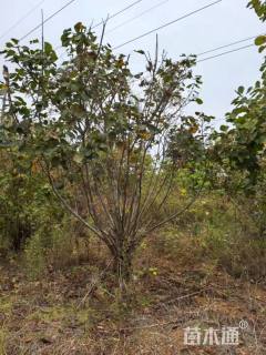 高度200厘米丛生黄栌