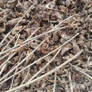 高度20厘米连翘小苗