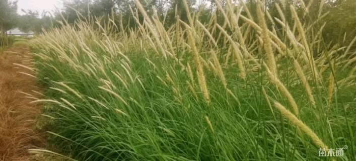 高度20厘米狼尾草