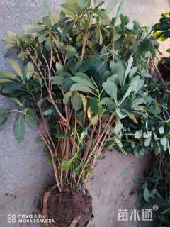 高度120厘米结香