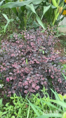 冠幅50厘米红花继木球