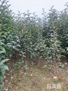 0.5公分大叶女贞