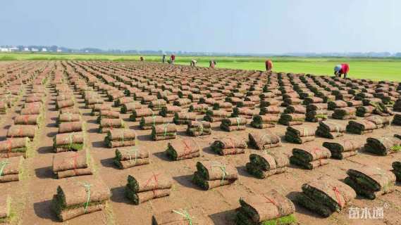 草卷状百慕大草