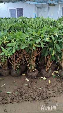 高度80厘米结香