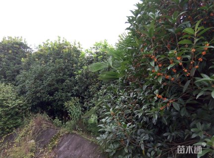 15公分桂花