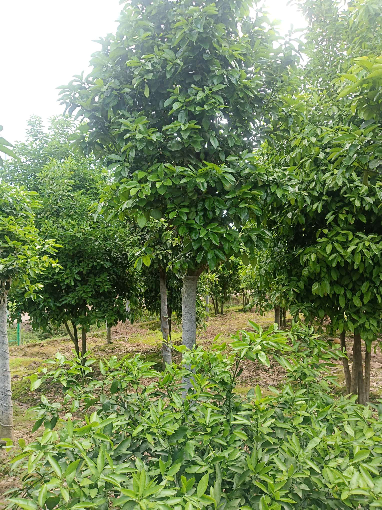 高度220厘米三红蜜柚
