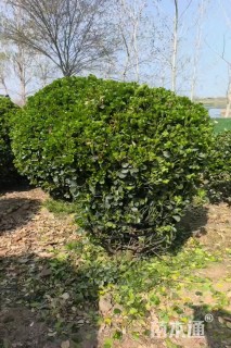 冠幅150厘米大叶黄杨球