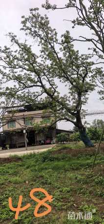 45公分乌桕